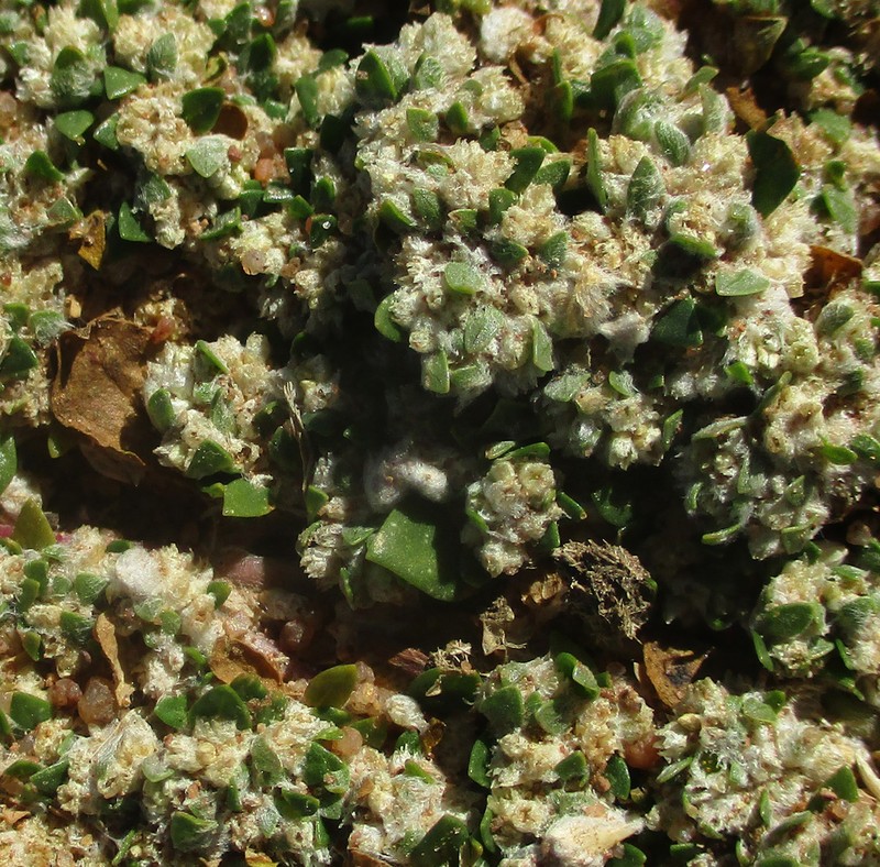 Small Matweed photo 8