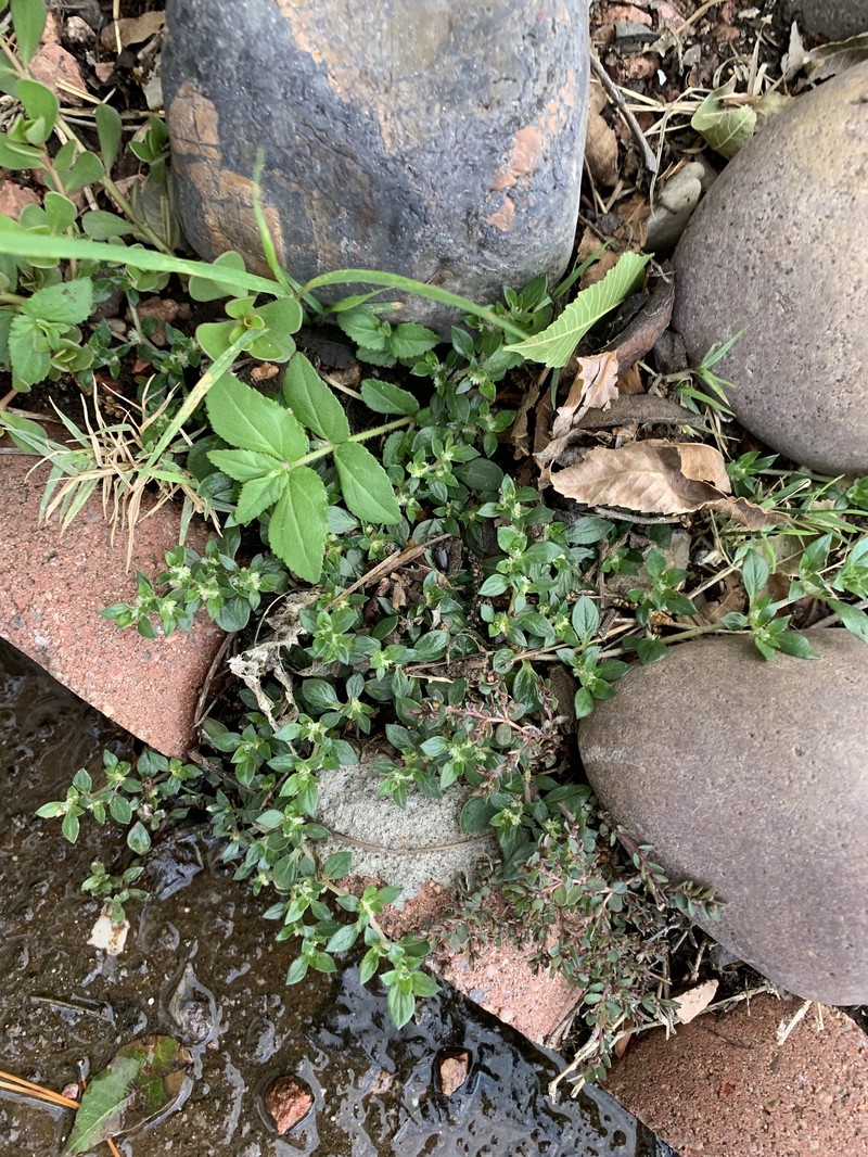Guilleminea densa var. aggregata