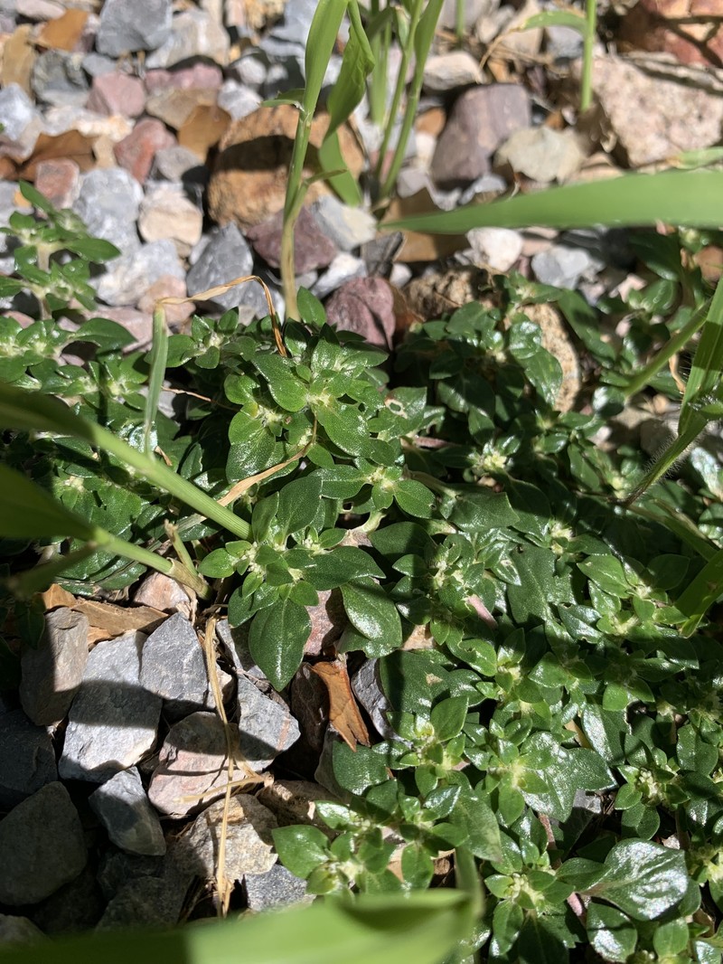 Guilleminea densa var. aggregata photo 2