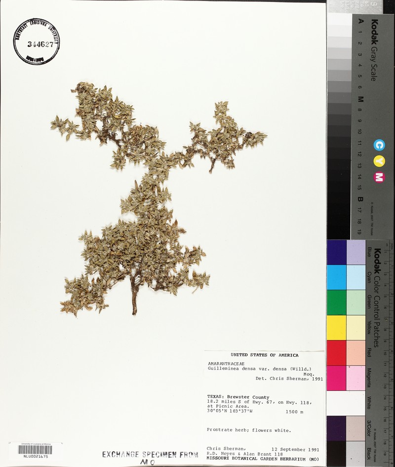 Guilleminea densa var. densa
