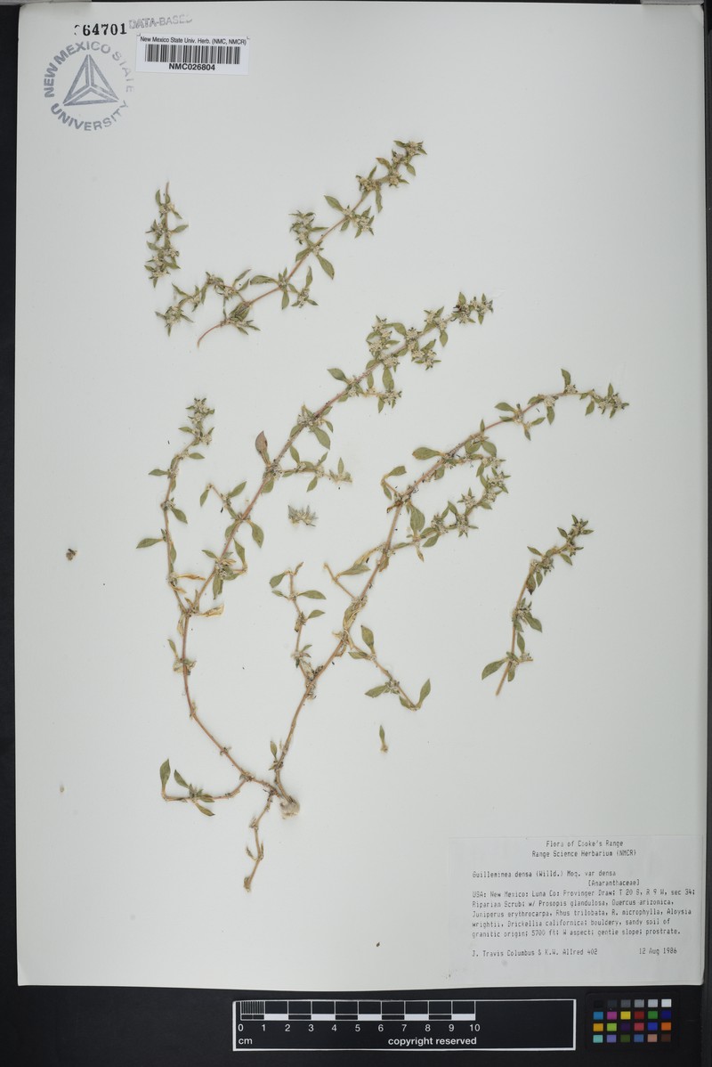 Guilleminea densa var. densa photo 2