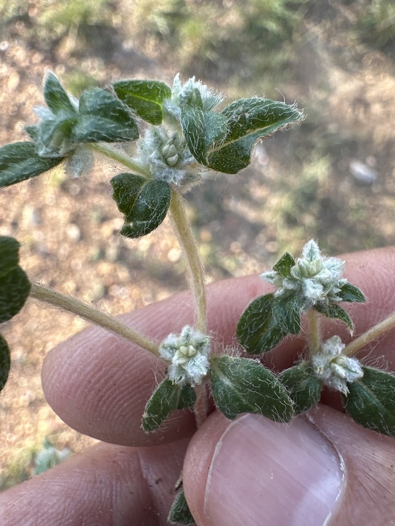 Woolly Cottonflower