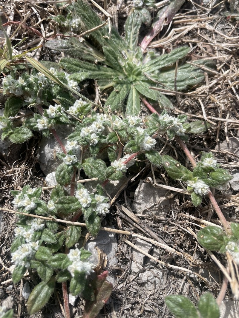 Woolly Cottonflower photo 6