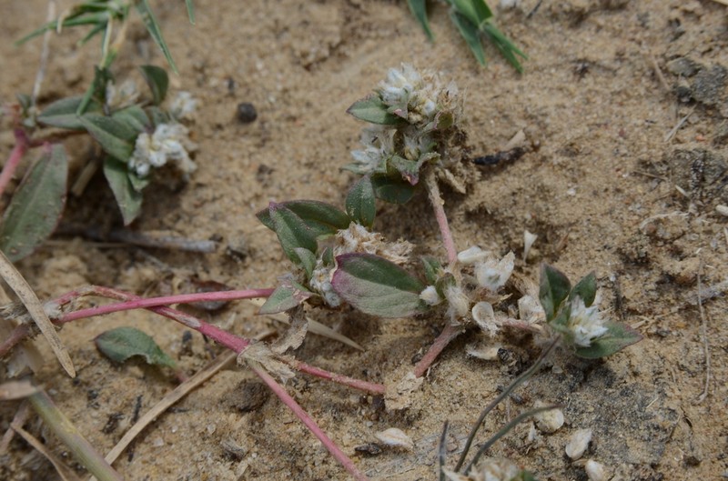 Woolly Cottonflower photo 8