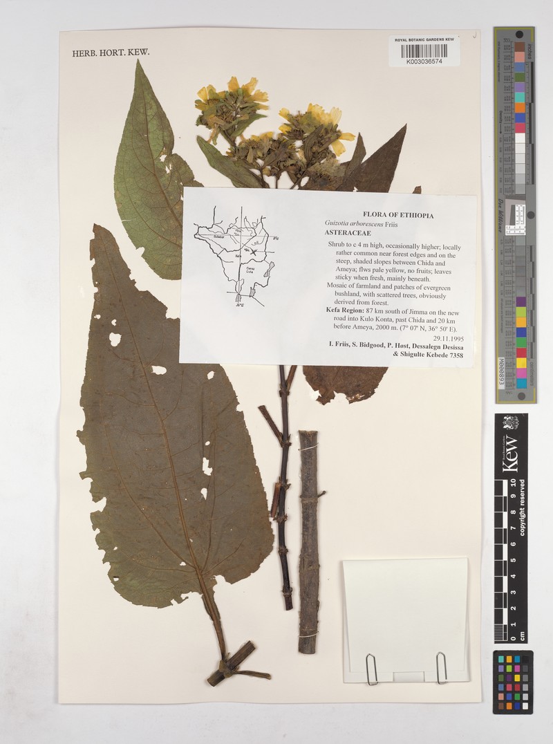 Guizotia arborescens