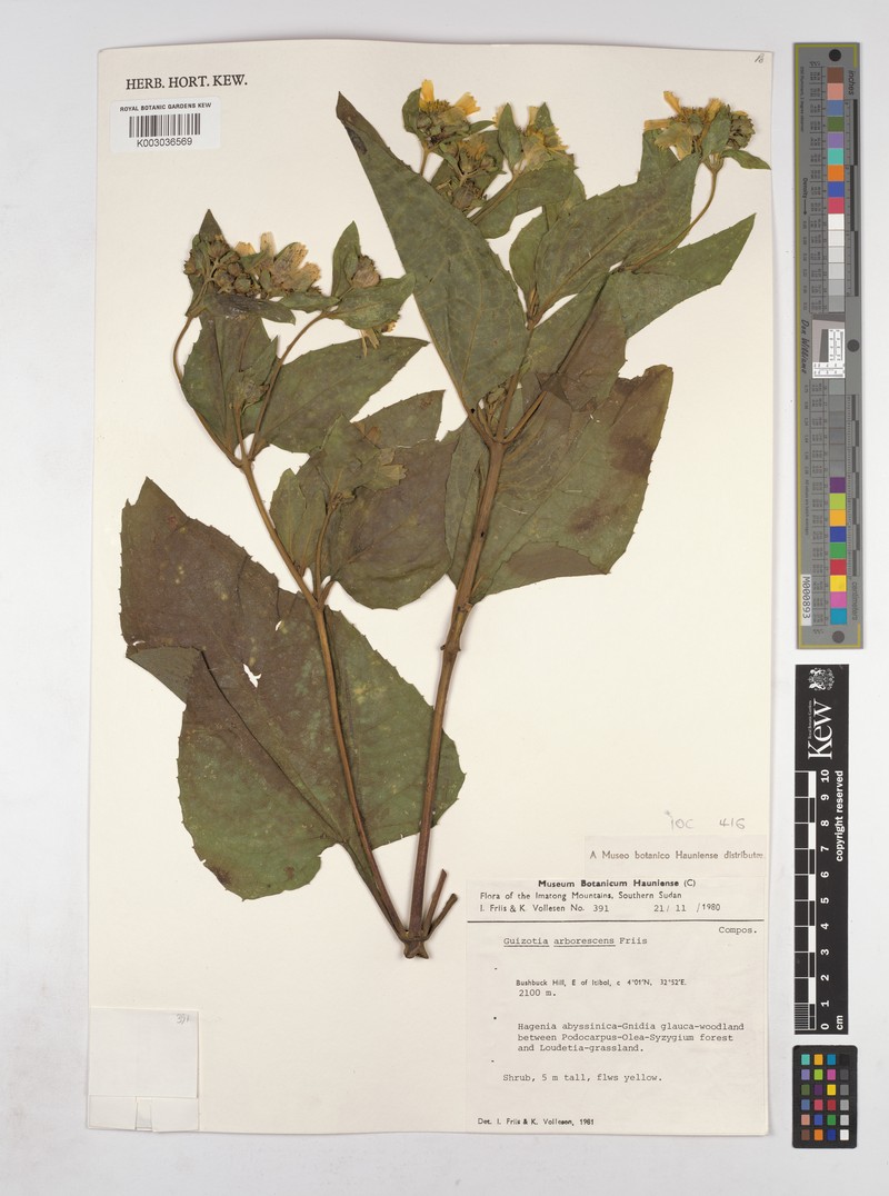 Guizotia arborescens photo 2