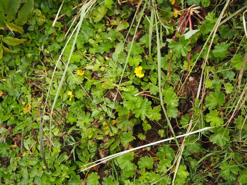 Guizotia jacksonii