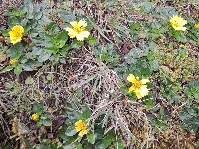 Guizotia jacksonii photo 2