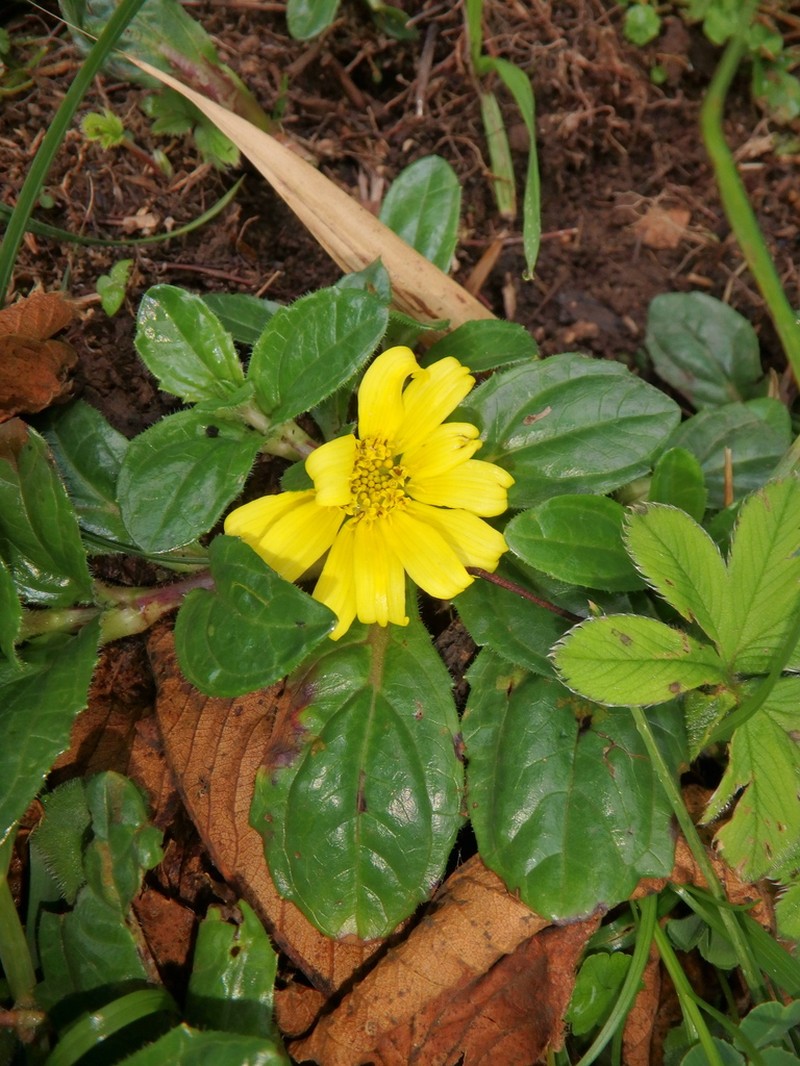 Guizotia jacksonii photo 3