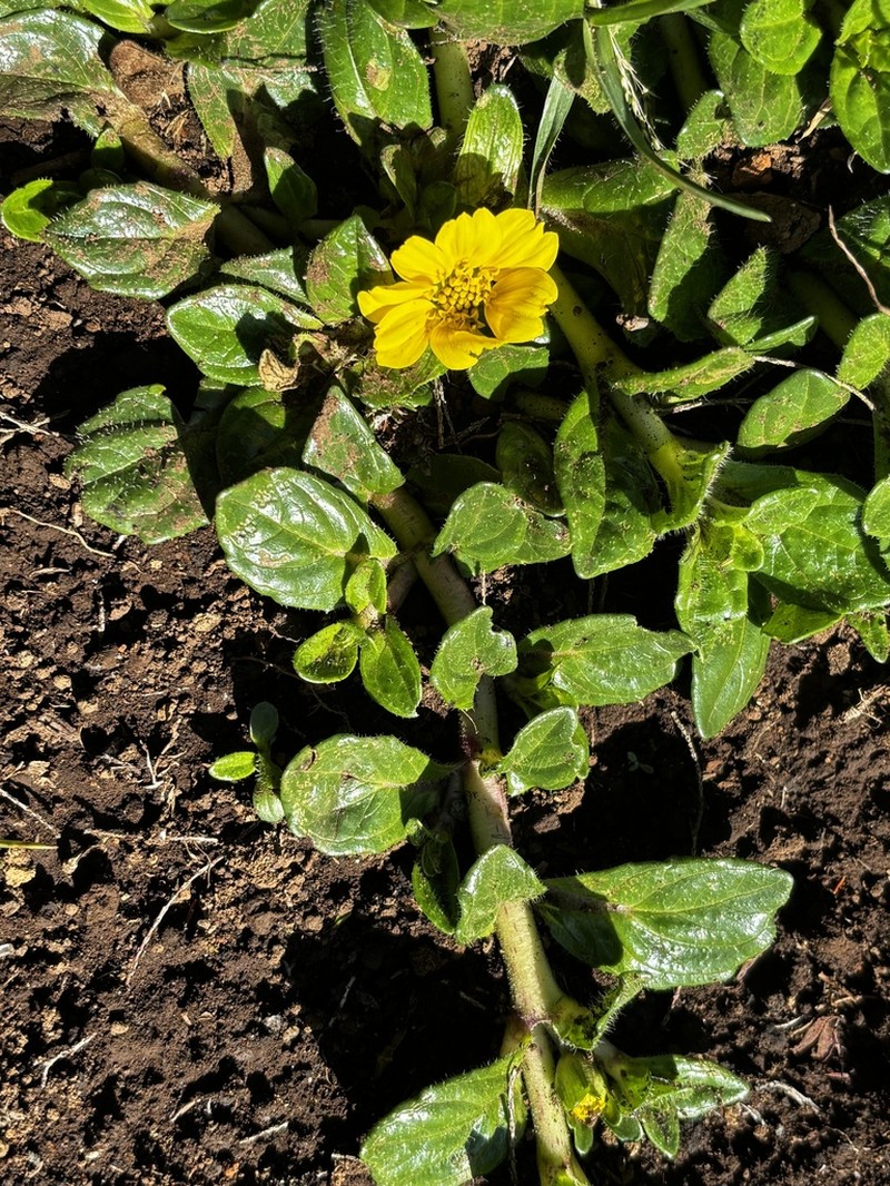 Guizotia jacksonii photo 4