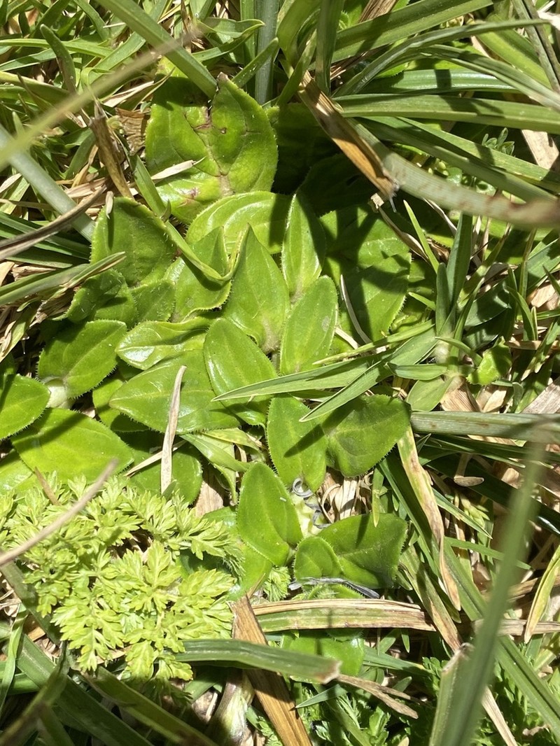 Guizotia jacksonii photo 5