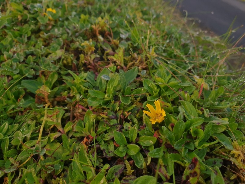 Guizotia jacksonii photo 6
