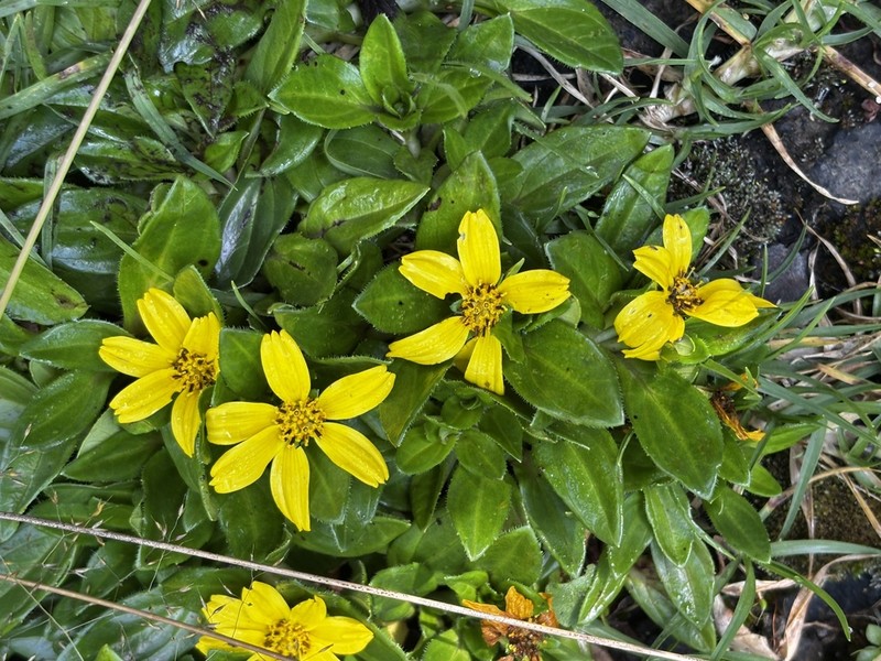 Guizotia jacksonii photo 7