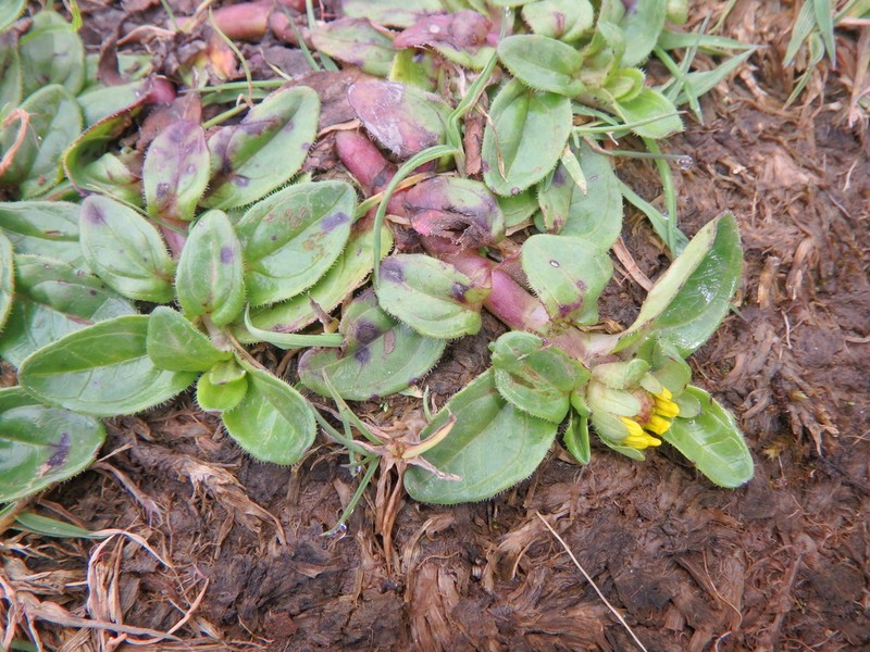 Guizotia jacksonii photo 8
