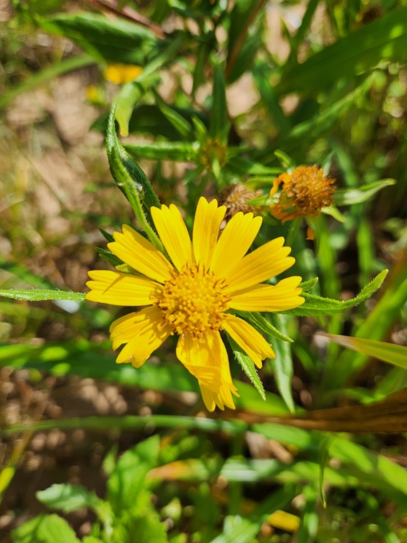 Guizotia scabra