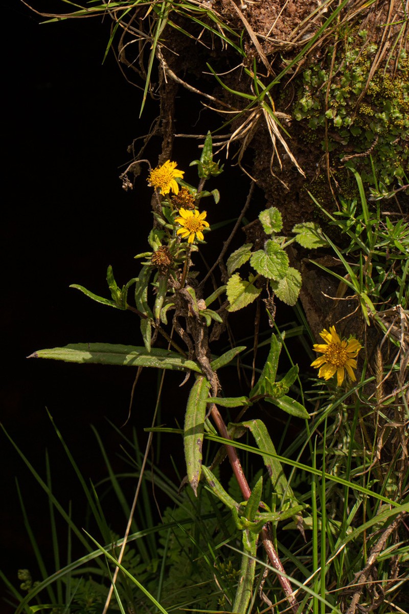 Guizotia scabra photo 2