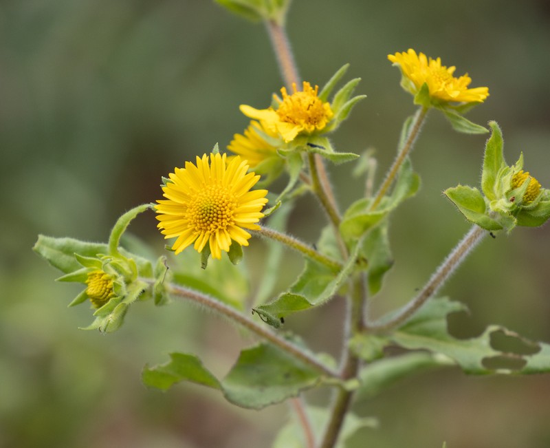 Guizotia scabra photo 3