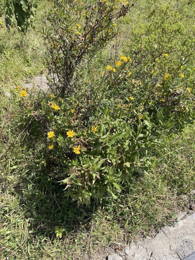 Guizotia scabra photo 4