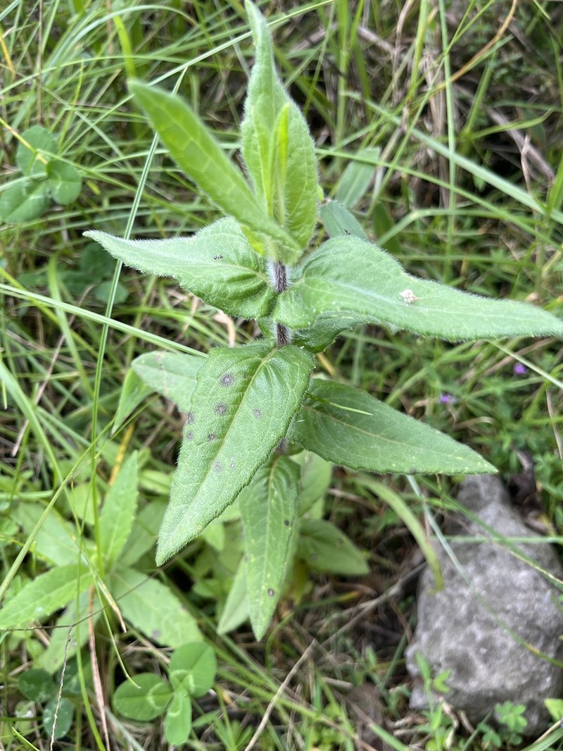 Guizotia scabra photo 5