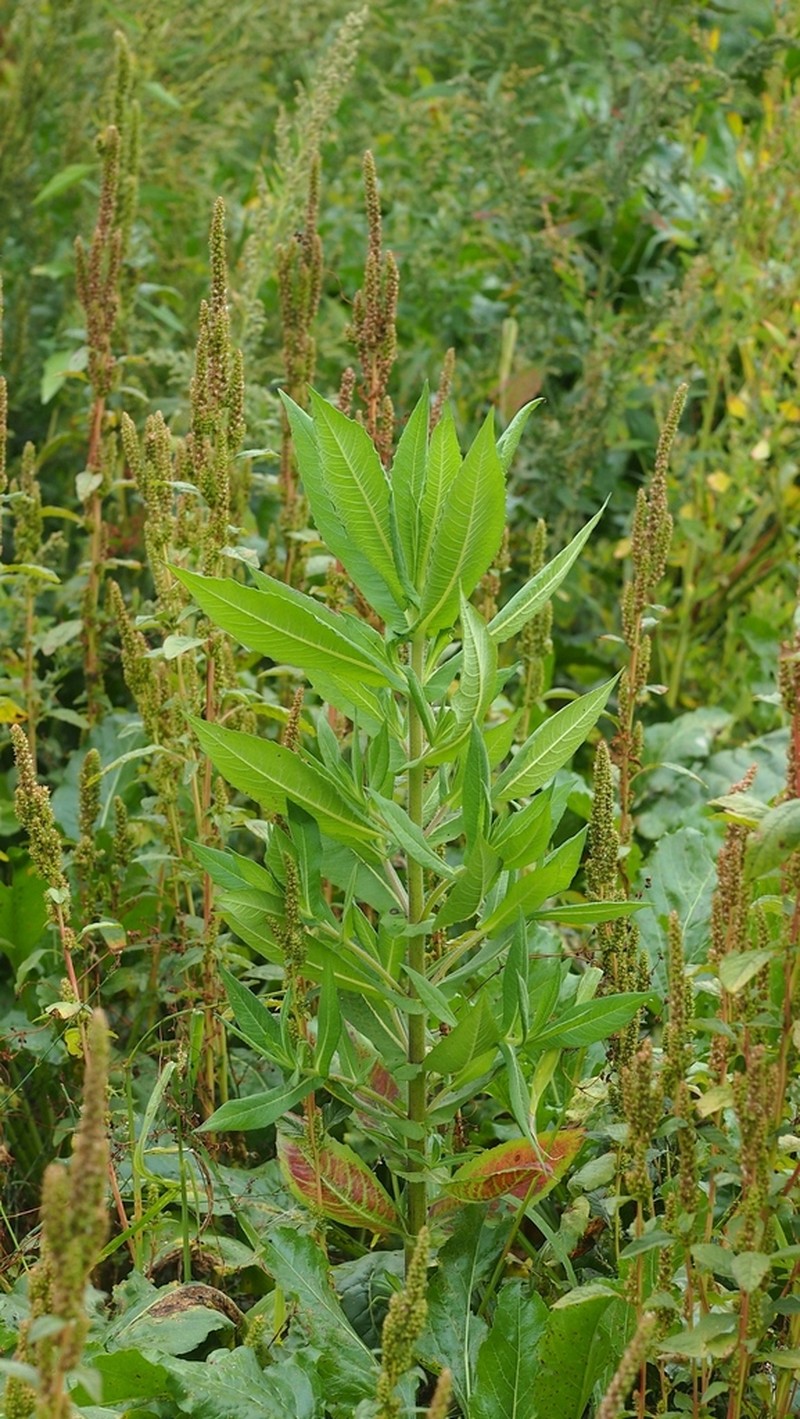 Guizotia scabra photo 7