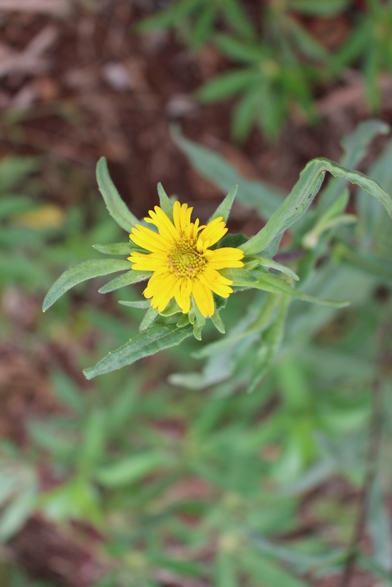 Guizotia scabra photo 8