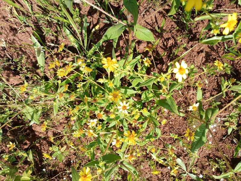Guizotia schimperi photo 3