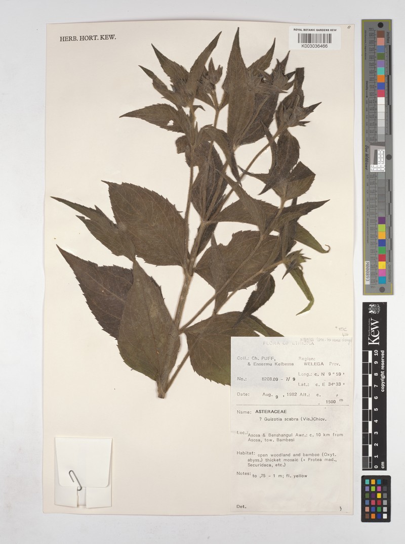Guizotia schimperi photo 4