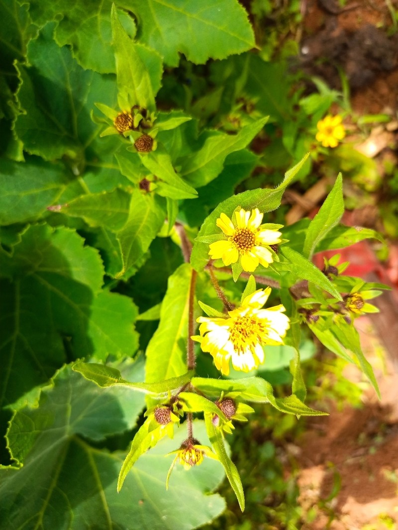Guizotia villosa