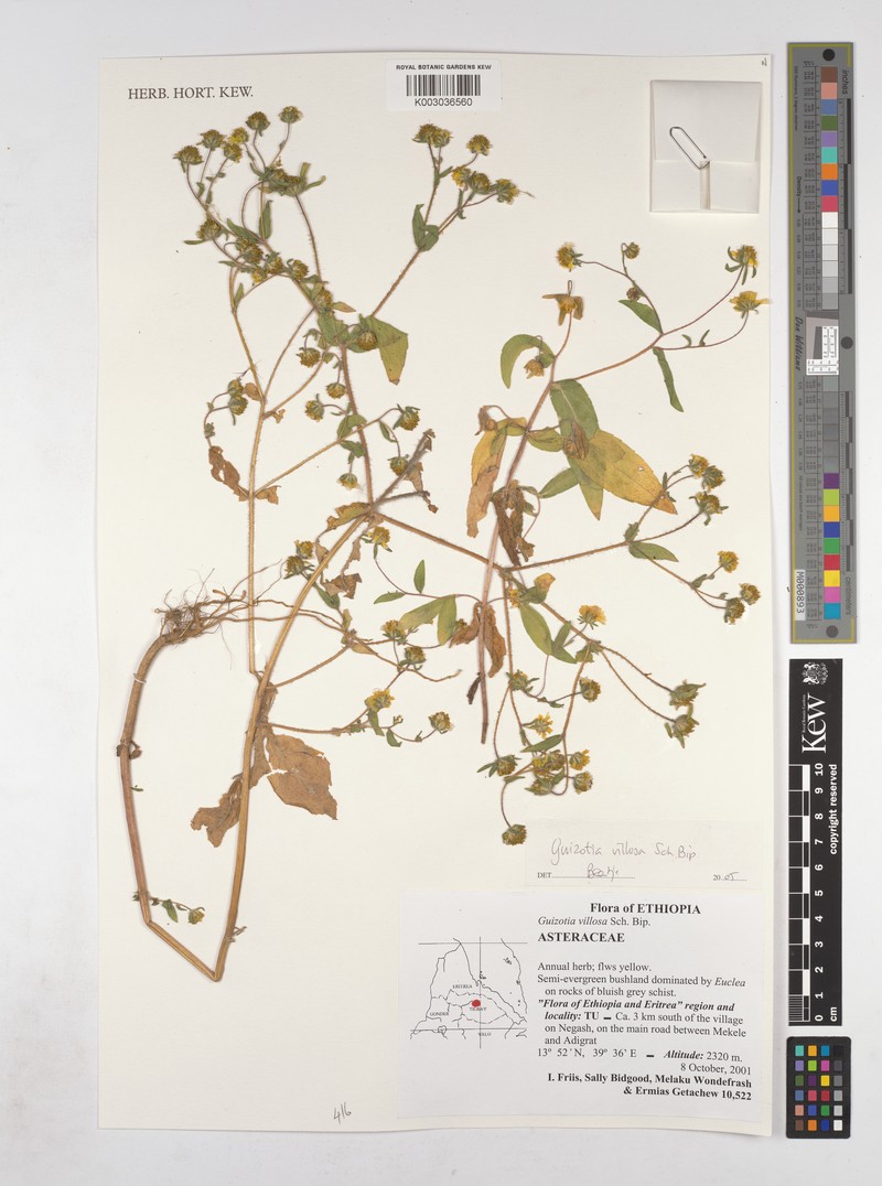 Guizotia villosa photo 2