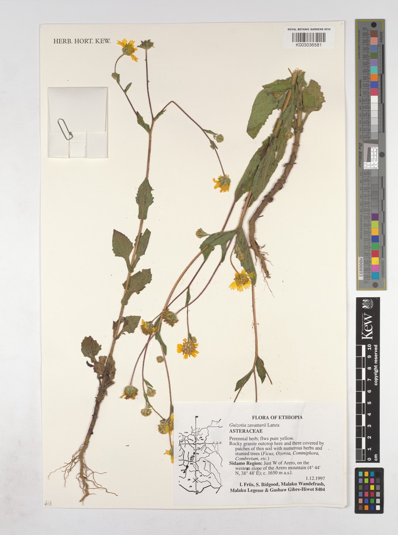Guizotia zavattarii photo 2