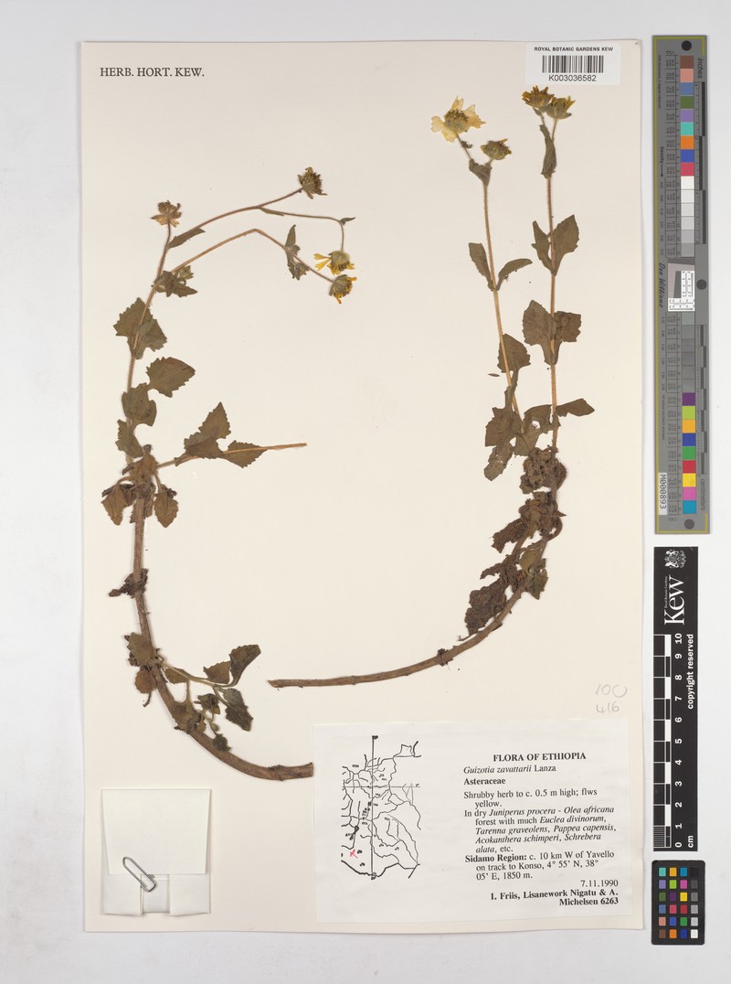 Guizotia zavattarii photo 3