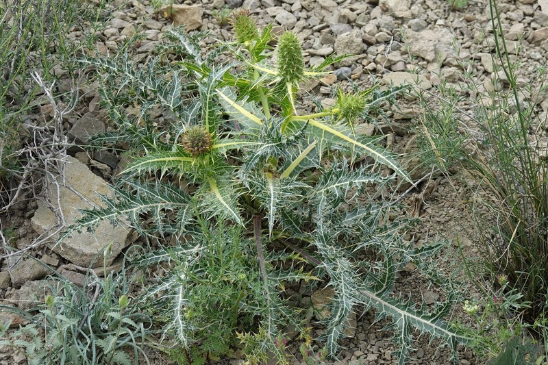 Gundelia aragatsi photo 2