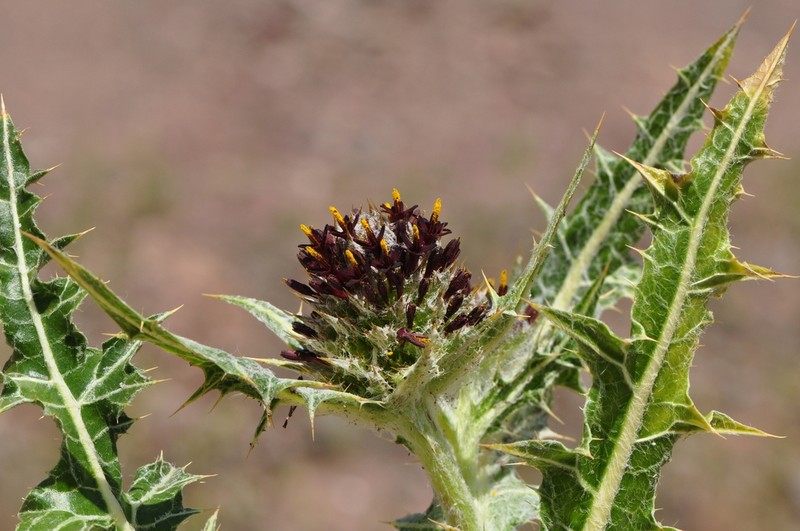 Gundelia asperrima