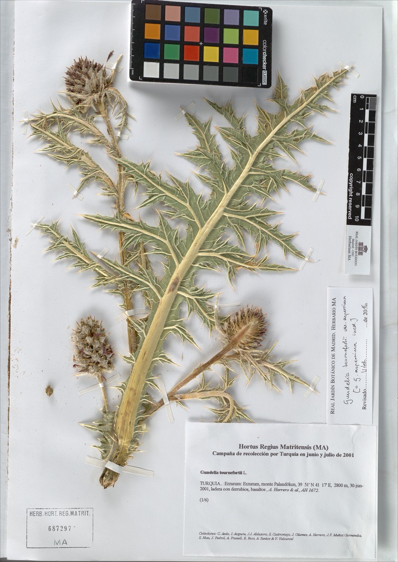 Gundelia asperrima photo 3