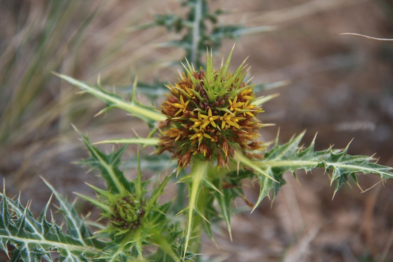Gundelia cappadocica