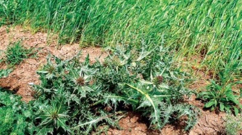 Gundelia siirtica
