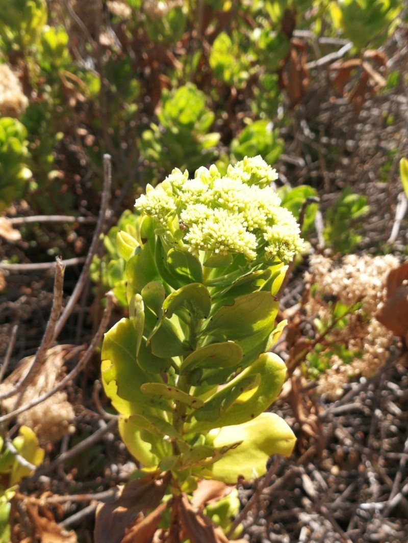 Yambush photo 2