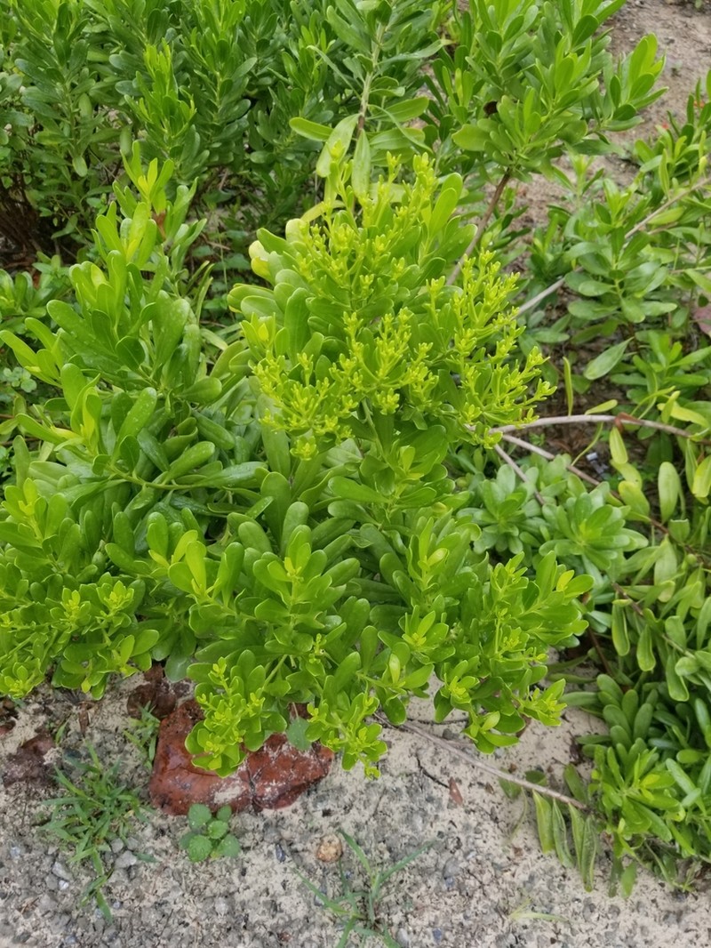 Yambush photo 3