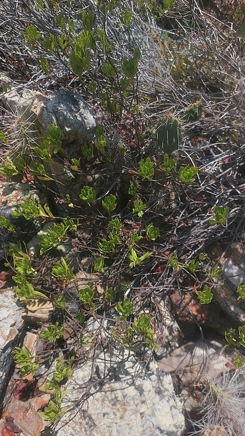 Yambush photo 5