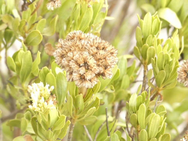 Yambush photo 6