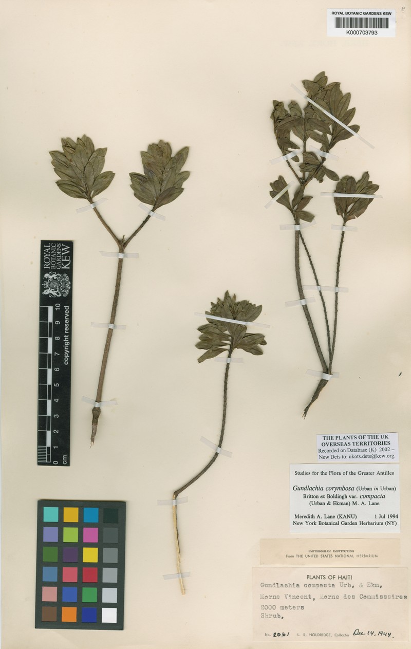 Gundlachia corymbosa var. compacta