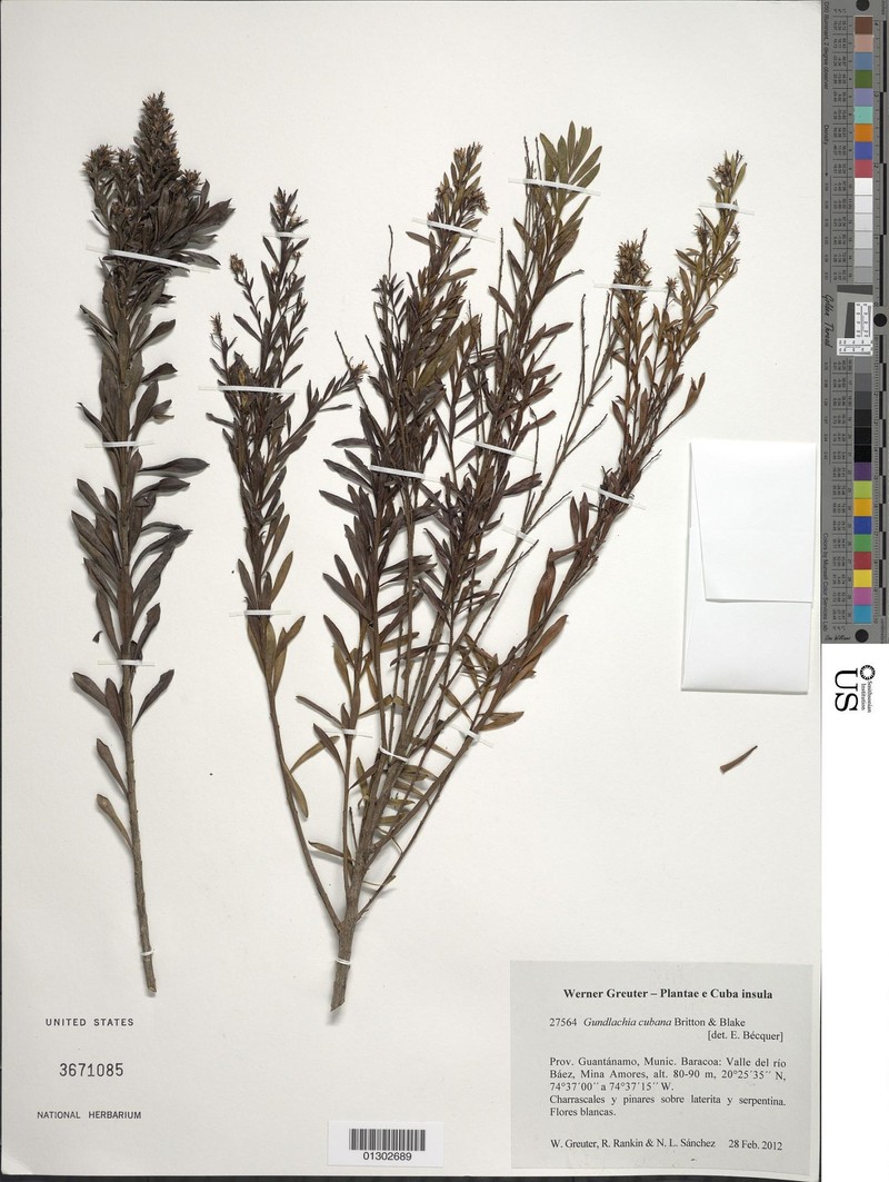 Gundlachia corymbosa var. cubana