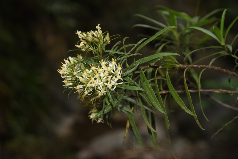 Gundlachia domingensis