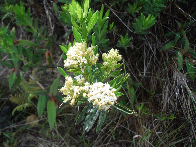 Gundlachia domingensis photo 2
