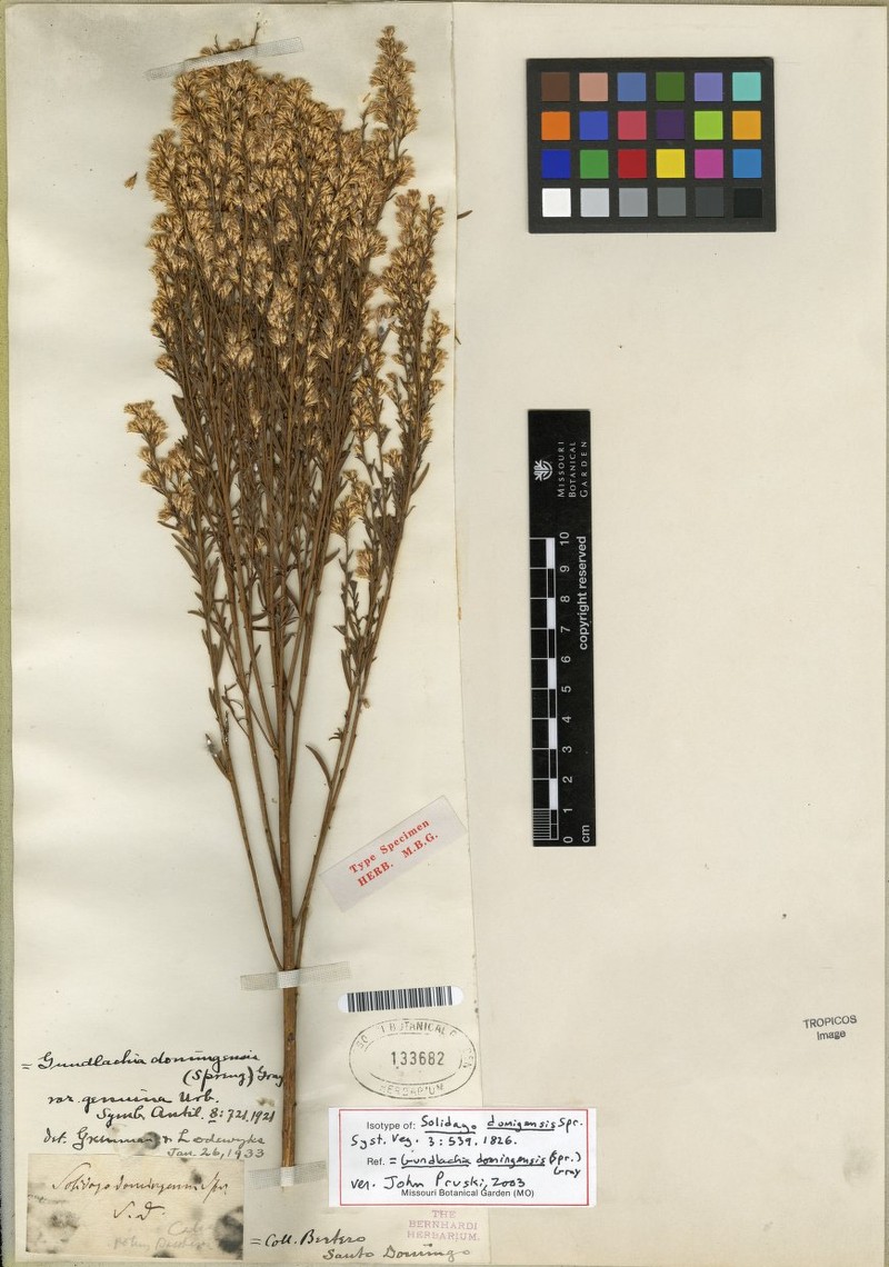 Gundlachia domingensis photo 3