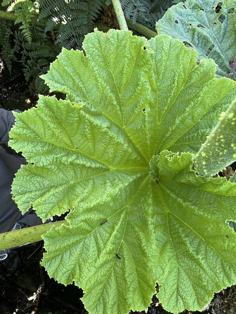 Haha photo 4