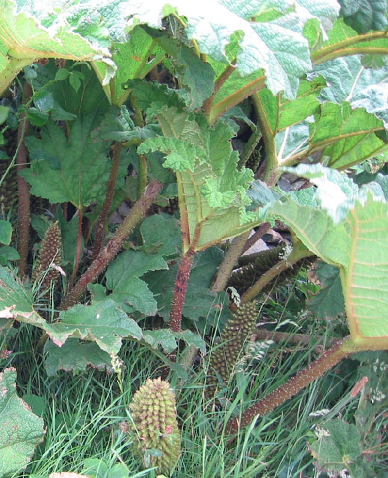 Chilean Gunnera photo 2