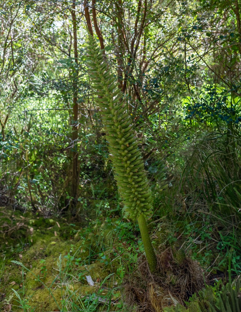 Chilean Gunnera photo 3