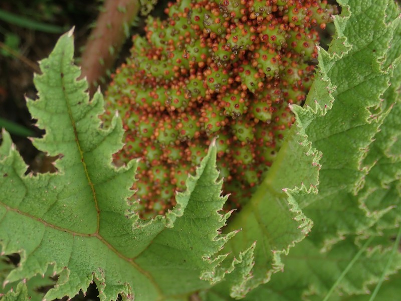 Chilean Gunnera