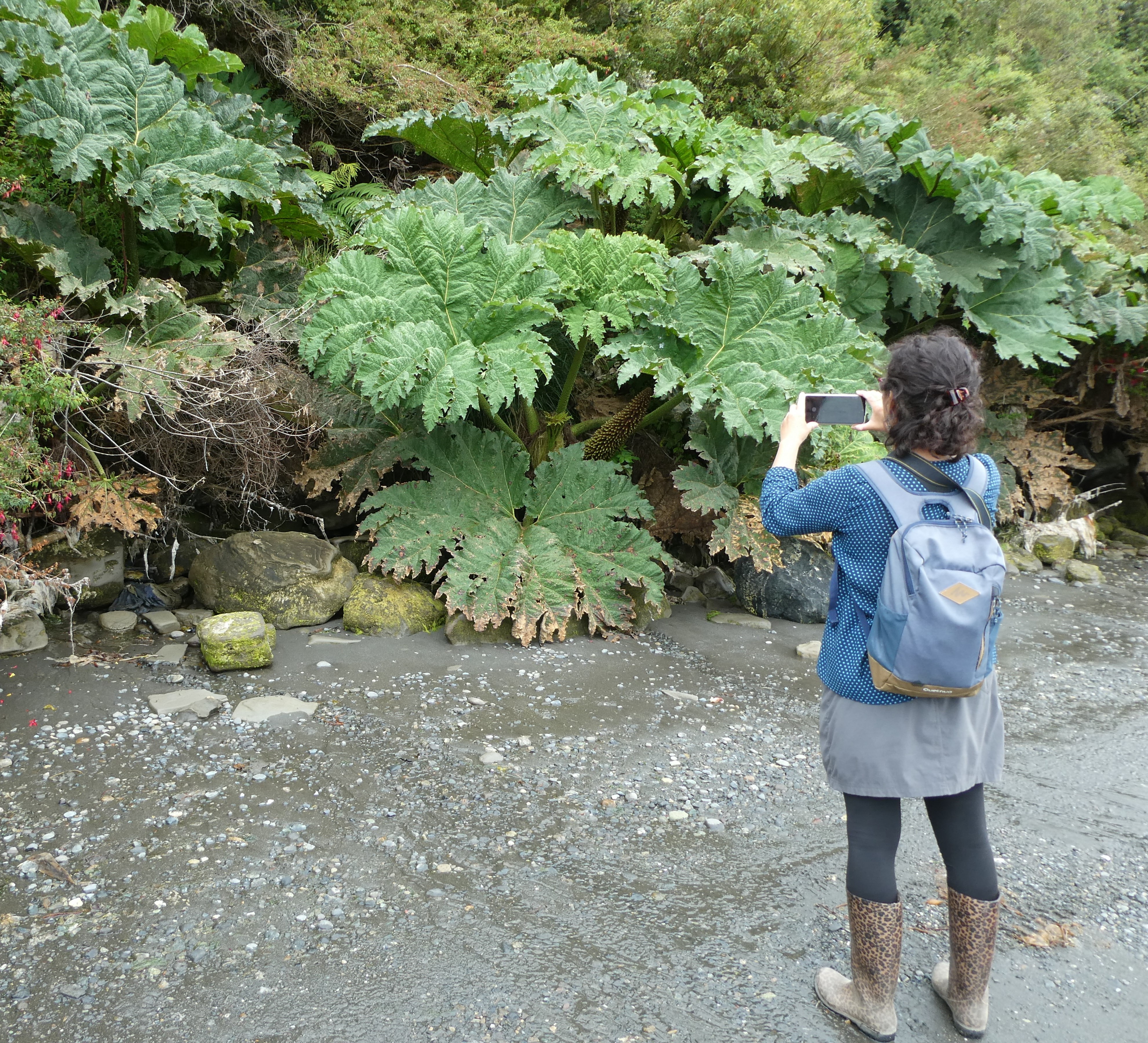 Chilean Gunnera photo 4